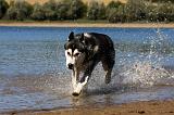 SIBERIAN HUSKY 662